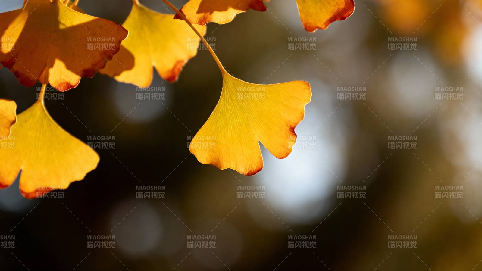 秋叶金黄 光影斑驳图片