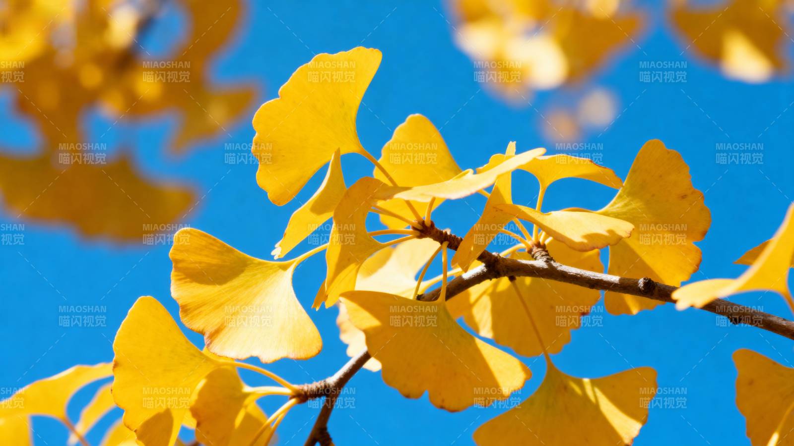 银杏叶黄映蓝天图片