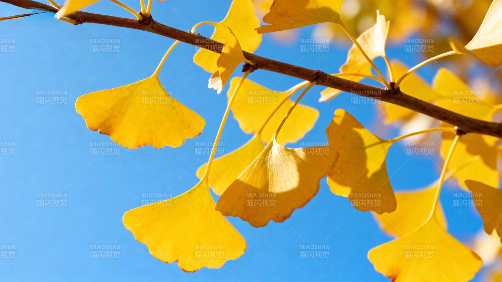 银杏叶黄秋意浓图片