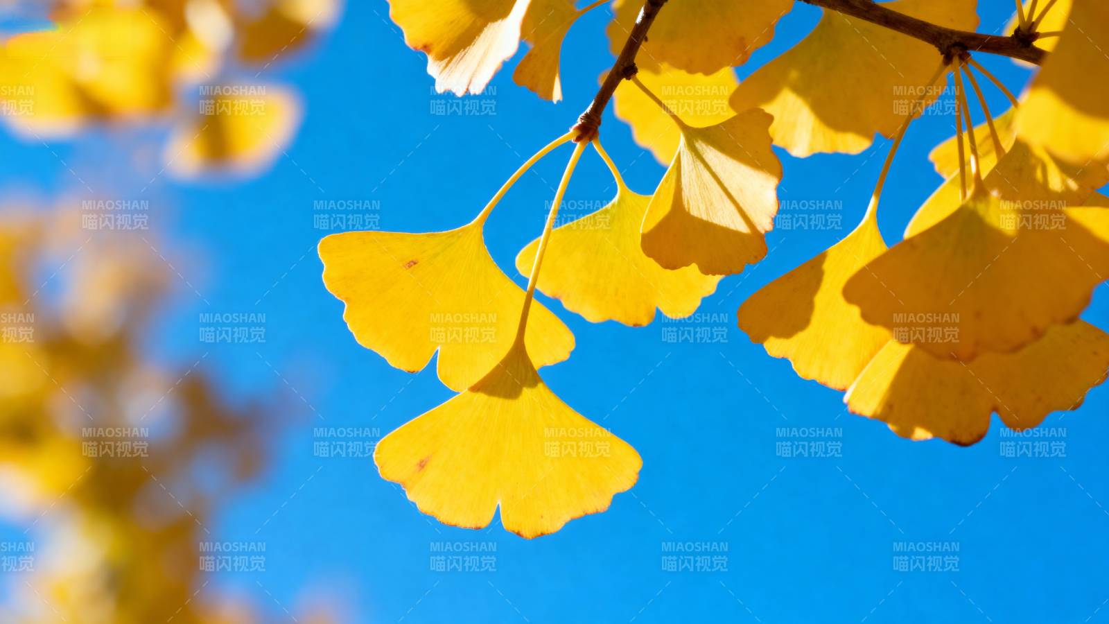 秋叶映蓝天图片