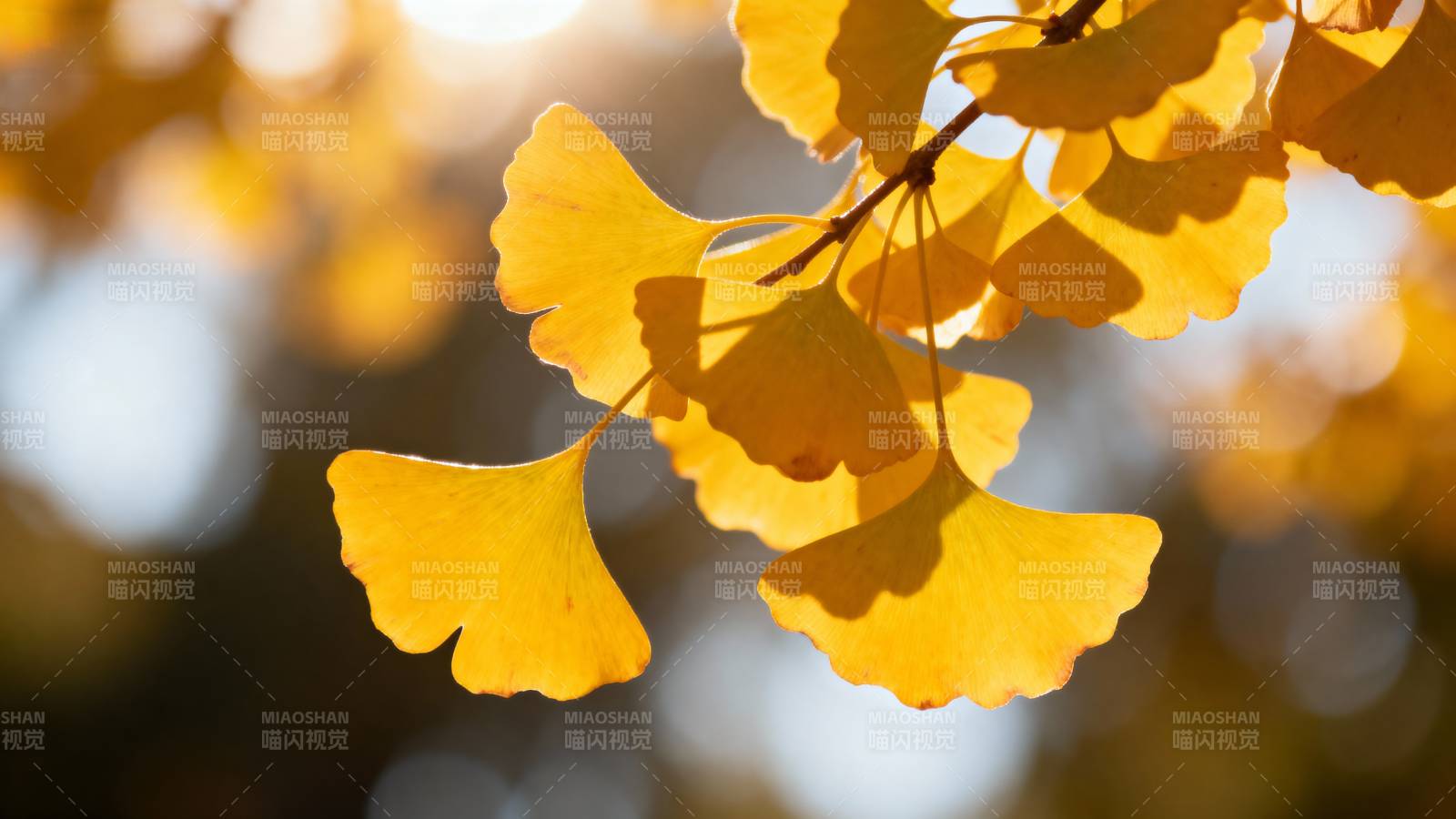 秋日银杏叶图片