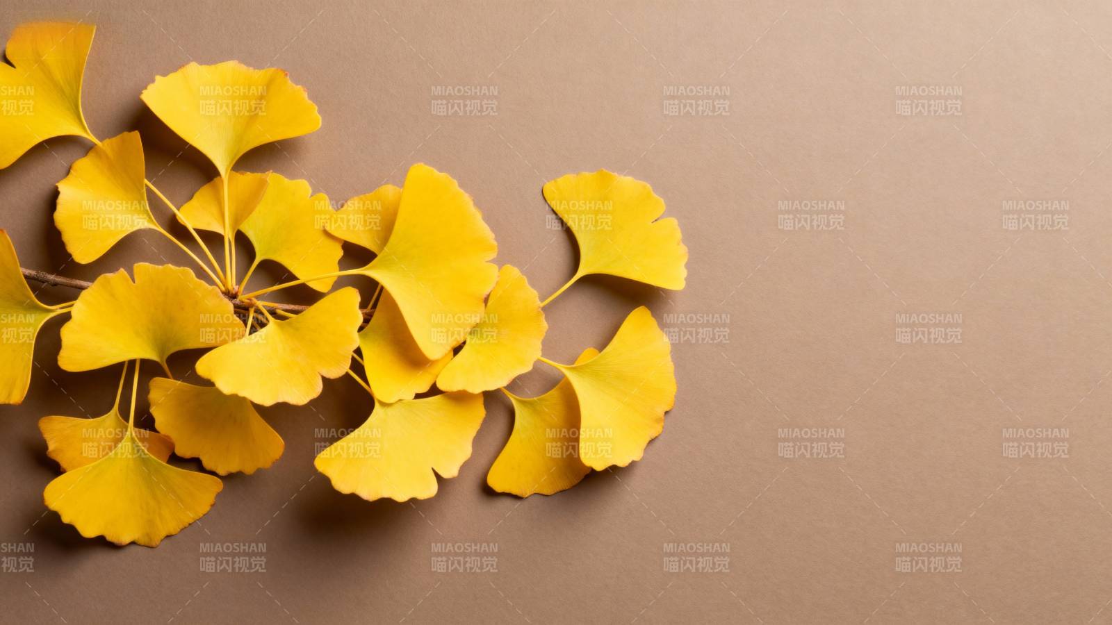 银杏叶秋意浓图片