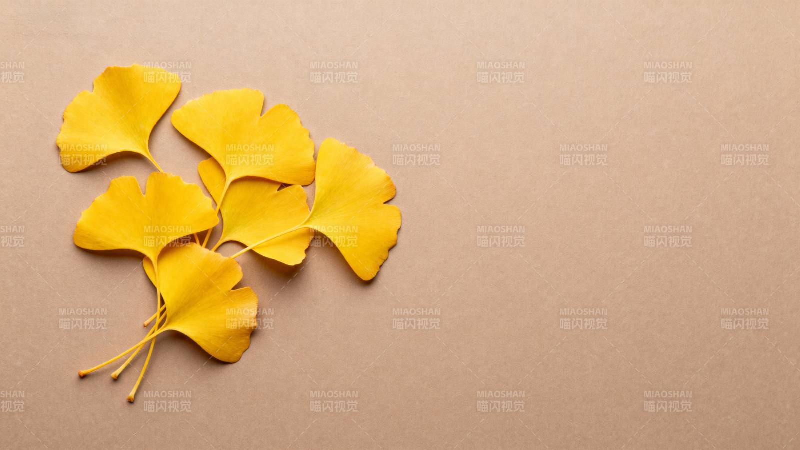 银杏叶秋意浓图片