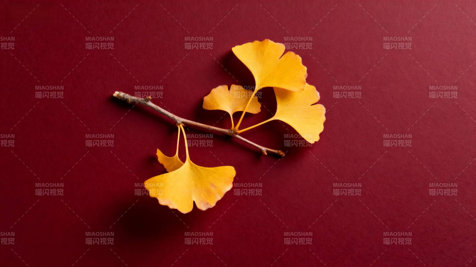 银杏叶秋色图片