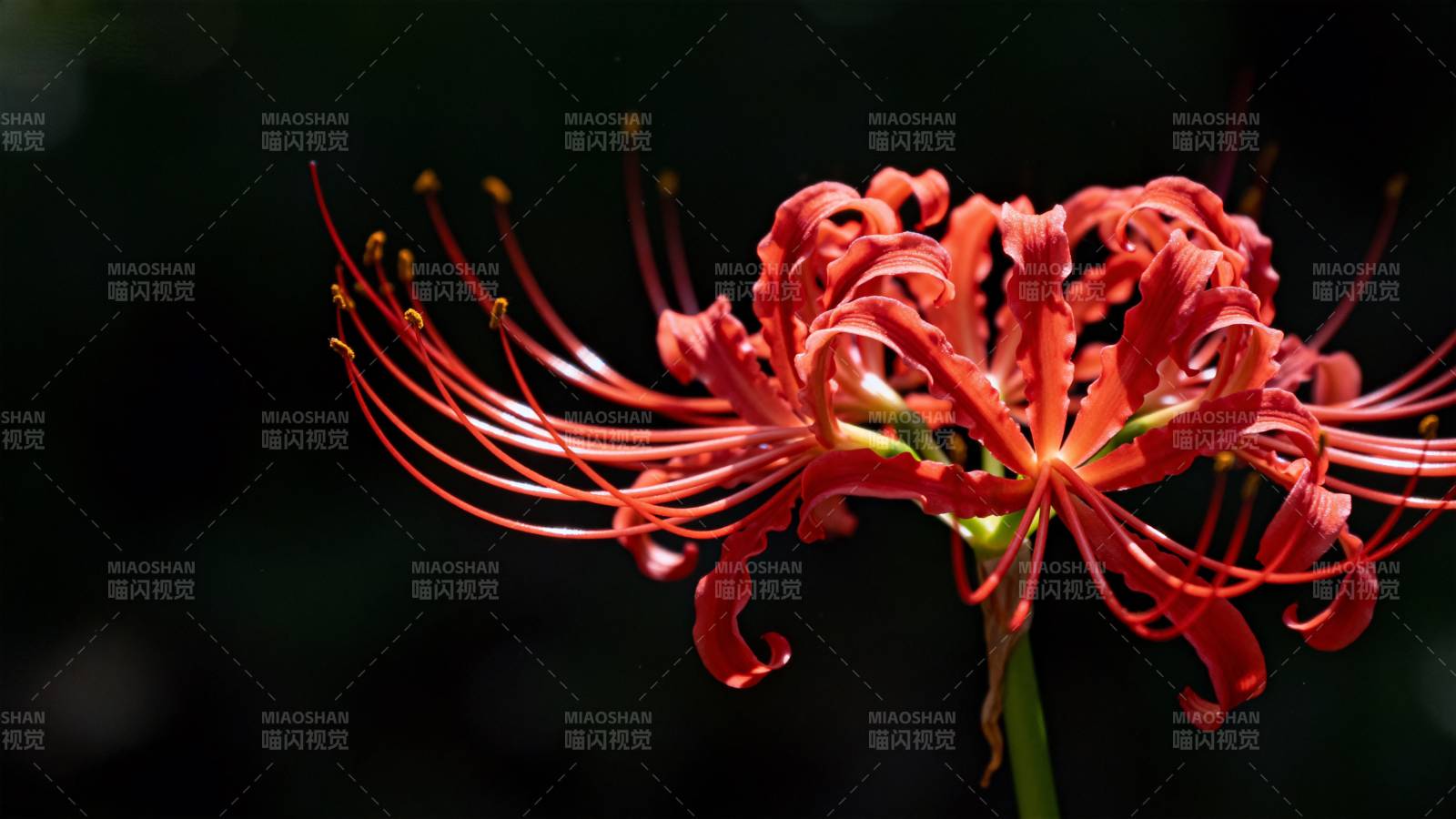 彼岸花绽放图片