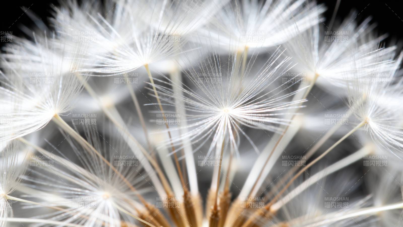 蒲公英种子特写图片
