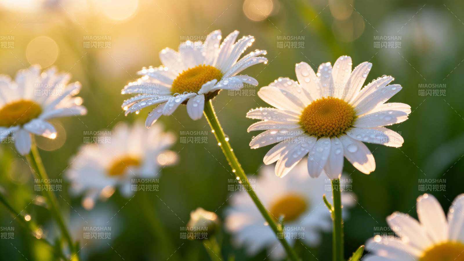 雏菊晨光绽放图片