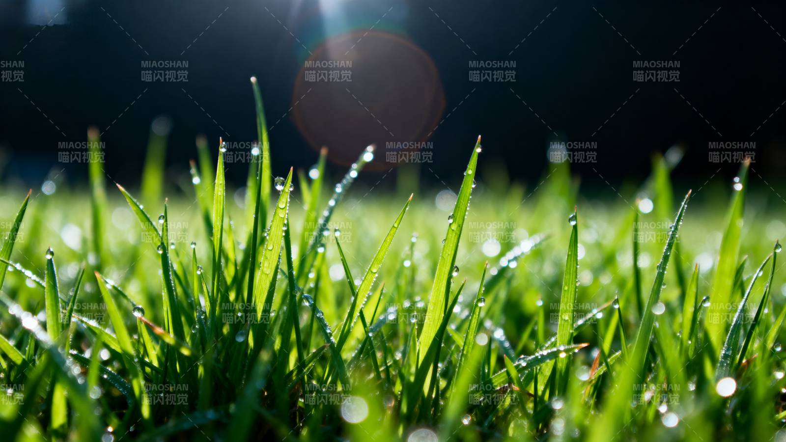 晨露绿草图片