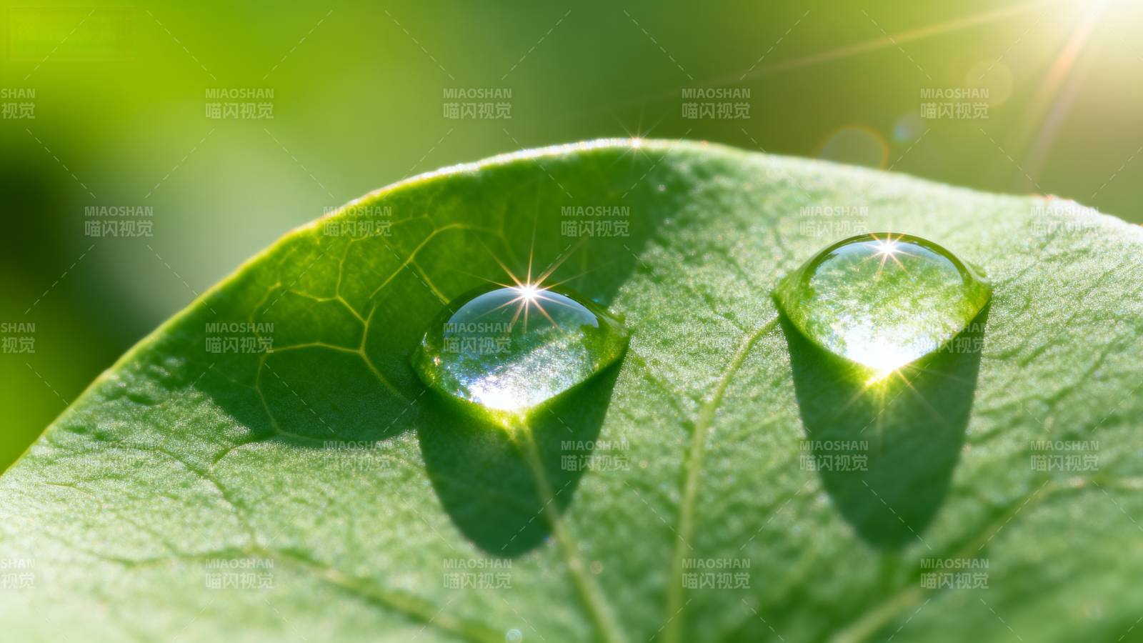 露珠映光 绿叶生辉图片