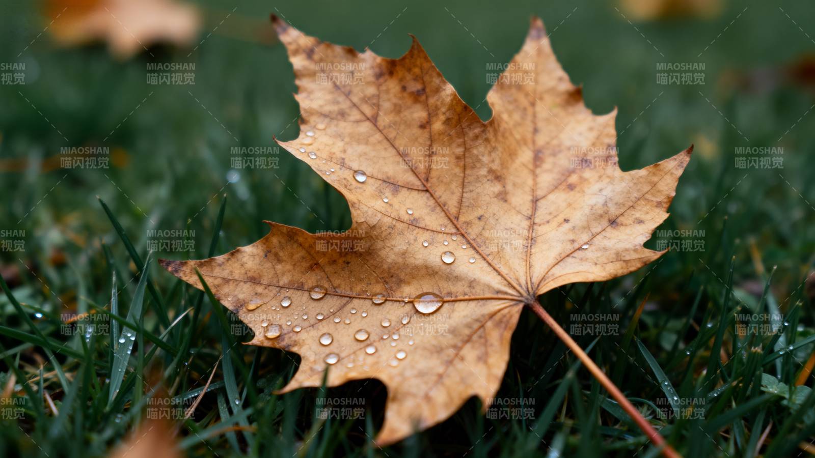 秋叶上的露珠图片