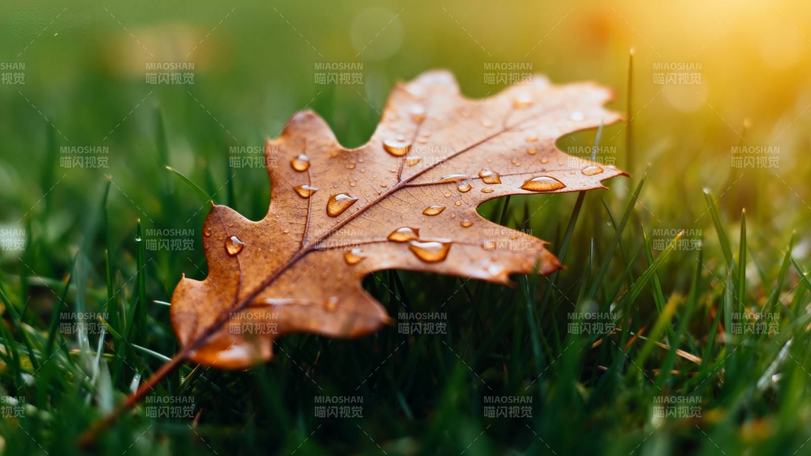 秋叶露珠静谧景图片