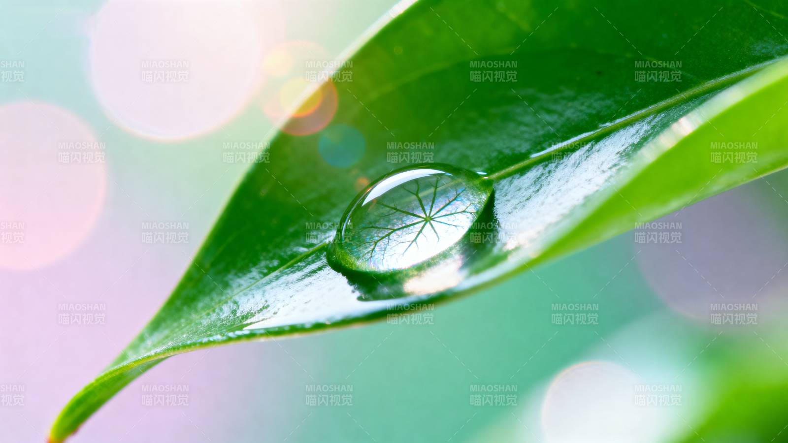 叶尖露珠映光图片