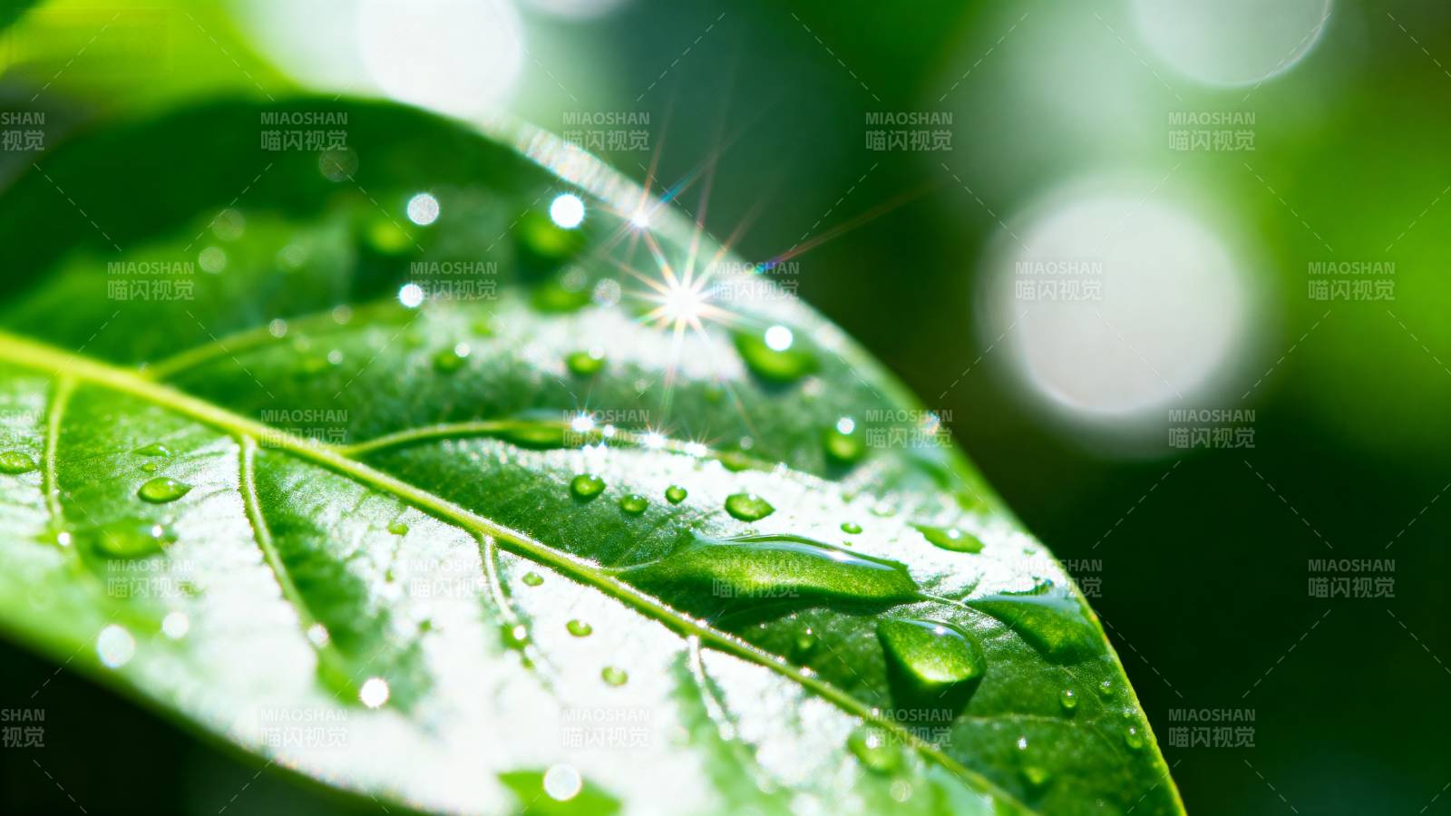 露珠叶上闪图片