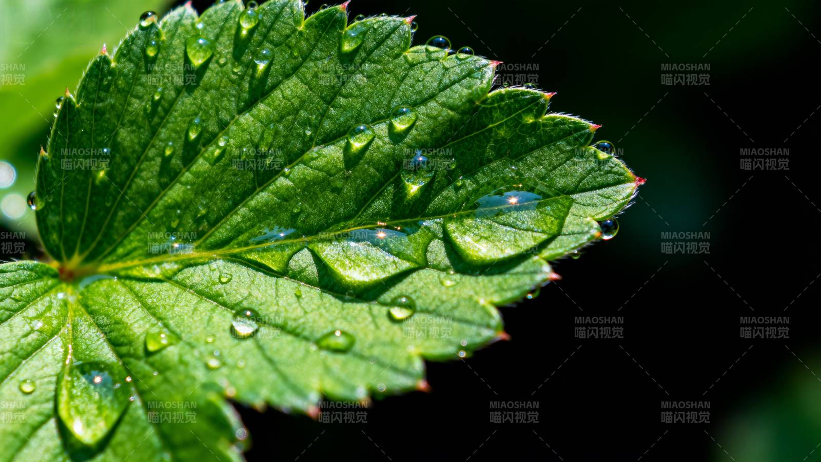 露珠点缀绿叶图片