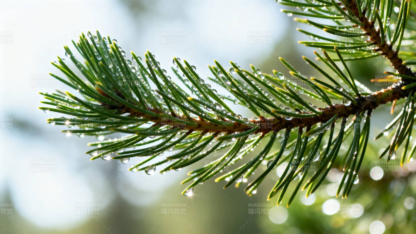 松针上的露珠图片