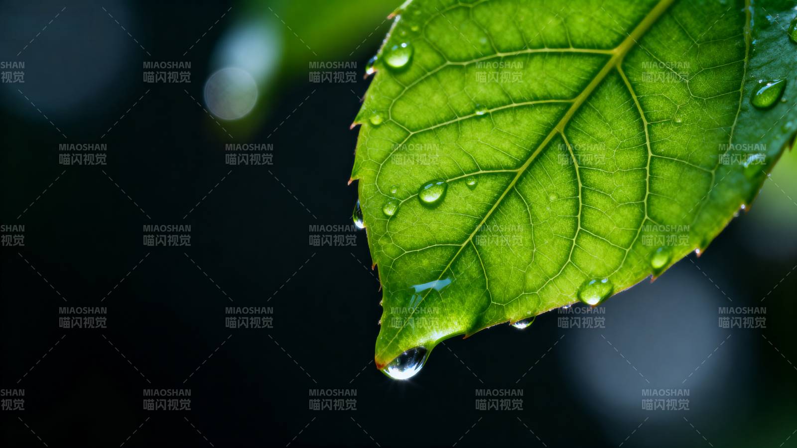 叶尖水滴晶莹图片