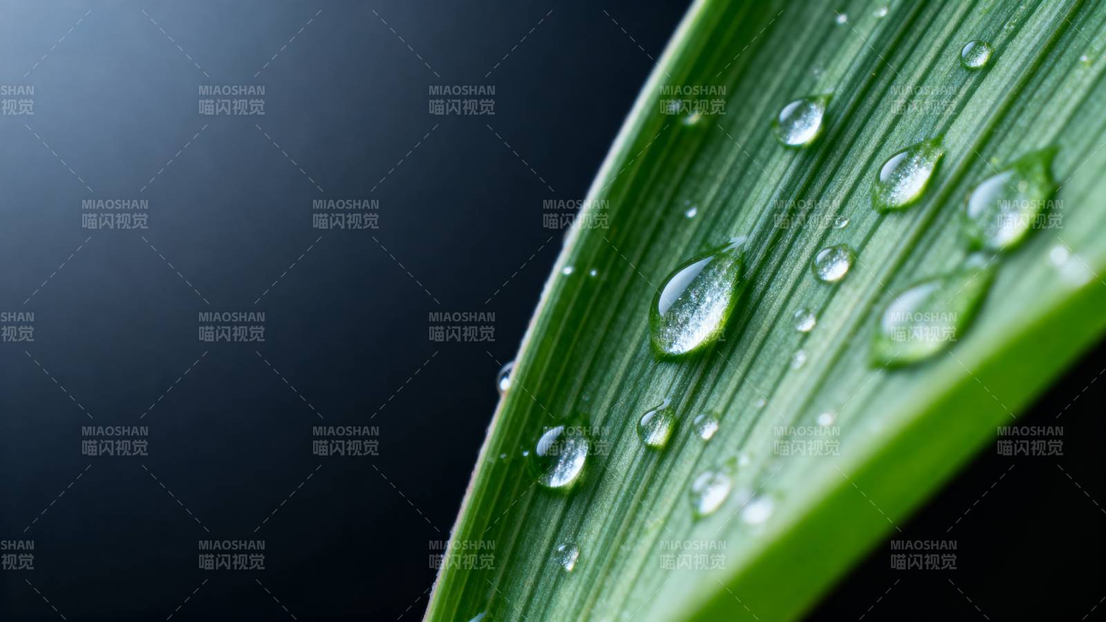 露珠叶上晶莹图片