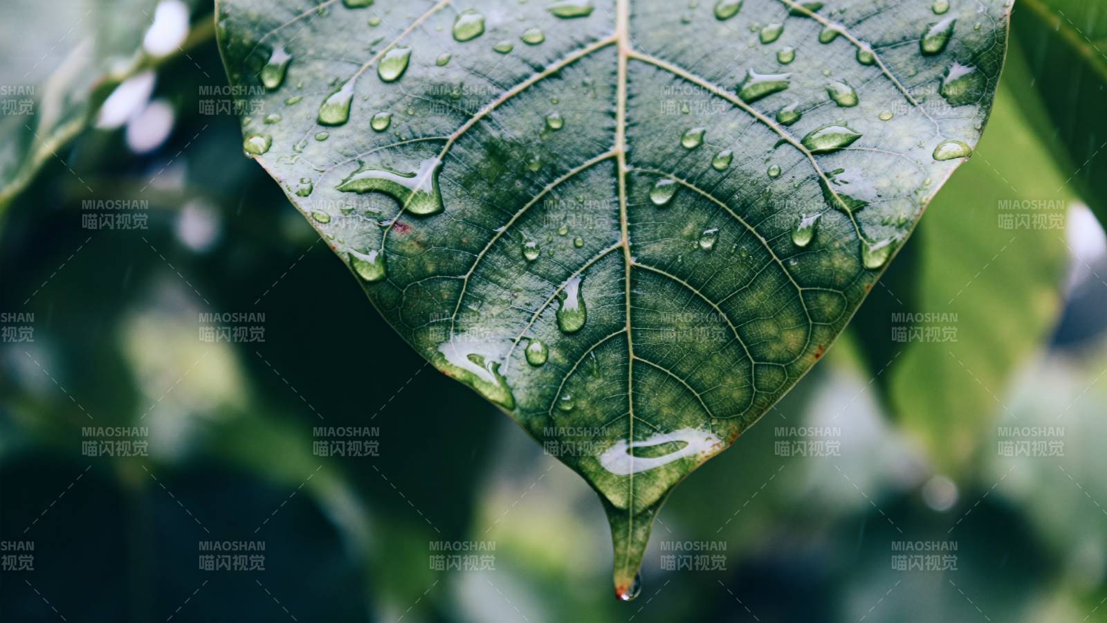 叶尖滴露图片
