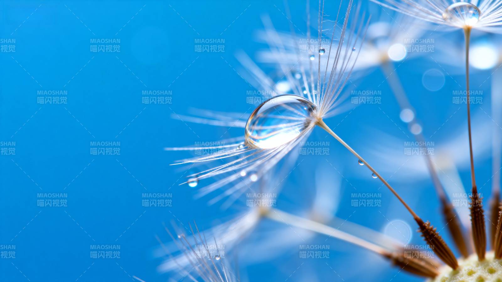 蒲公英上的露珠图片