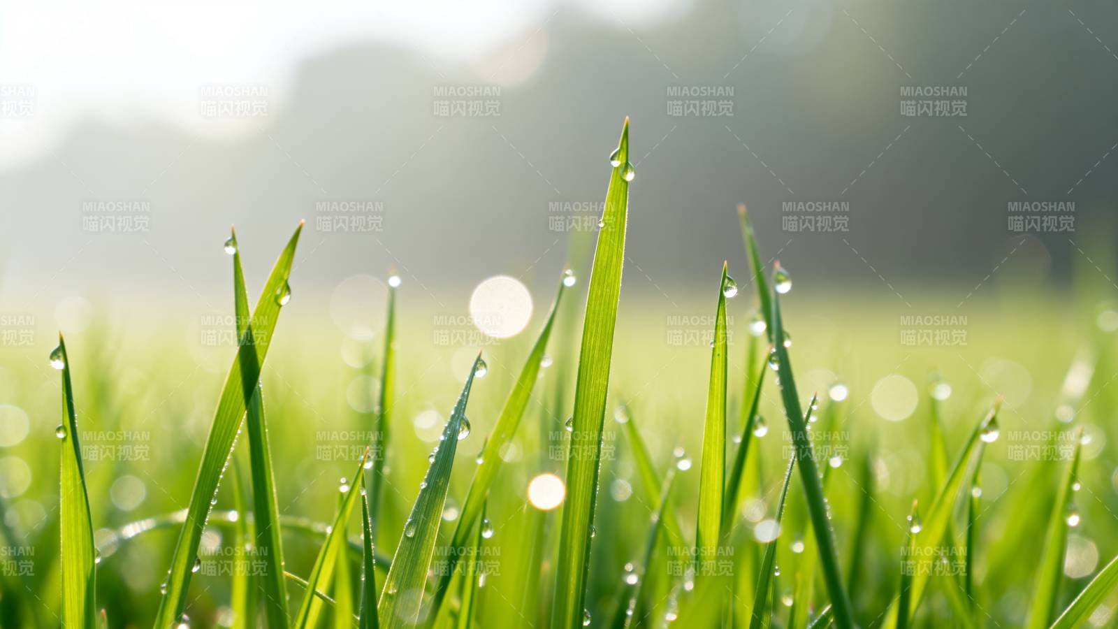 晨露绿草图片
