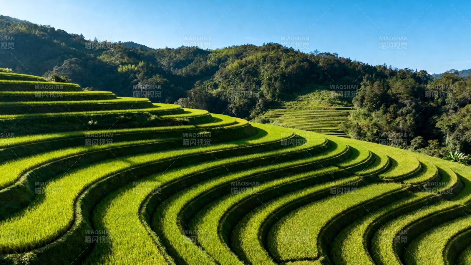 梯田绿波图片