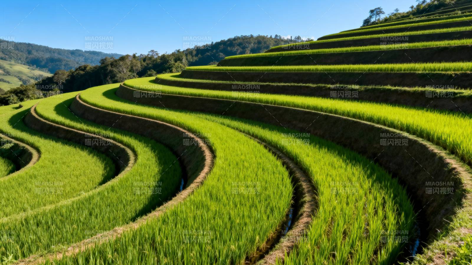 梯田绿浪图片