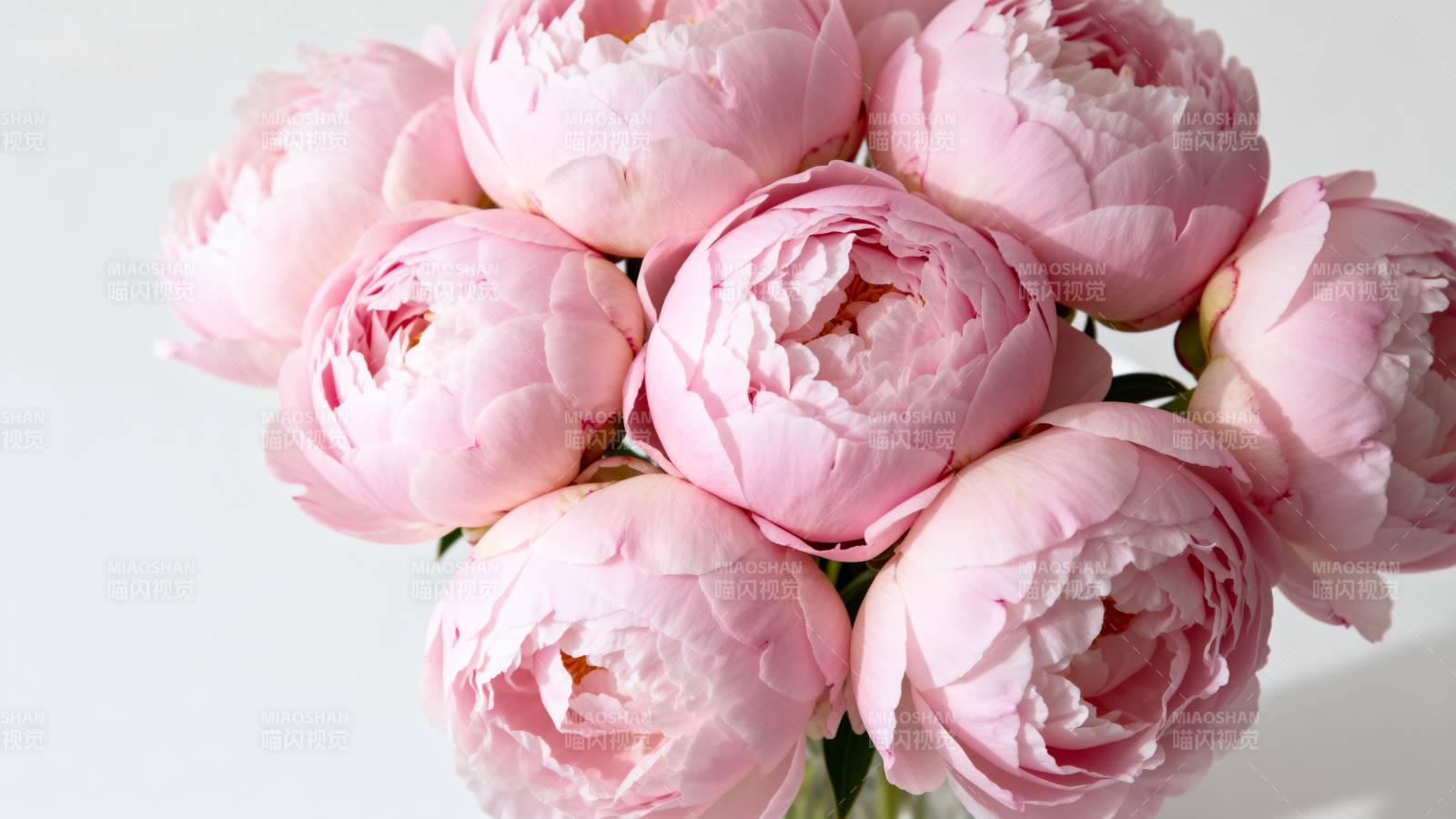 粉嫩牡丹花束图片