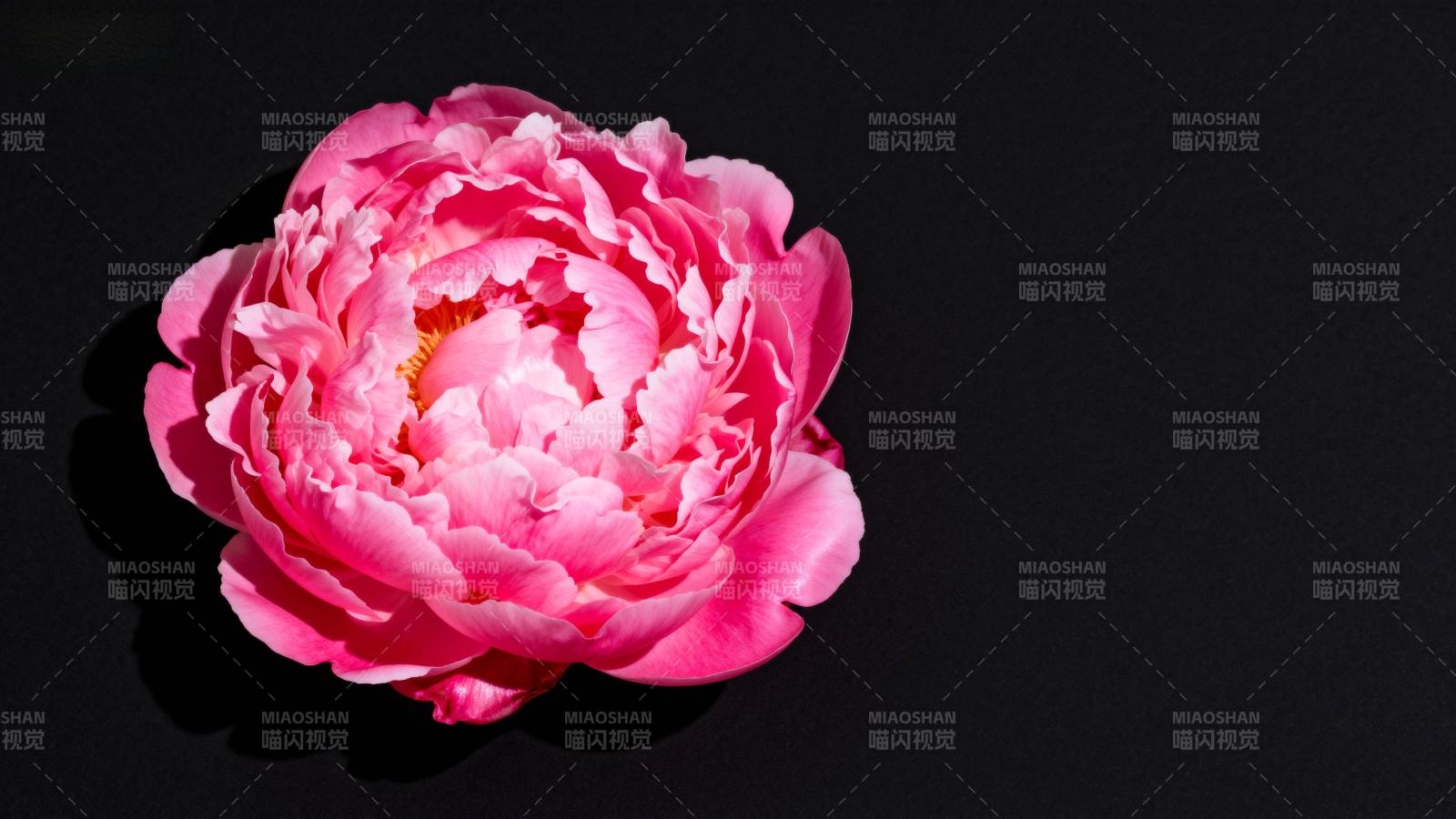 粉红牡丹绽放图片