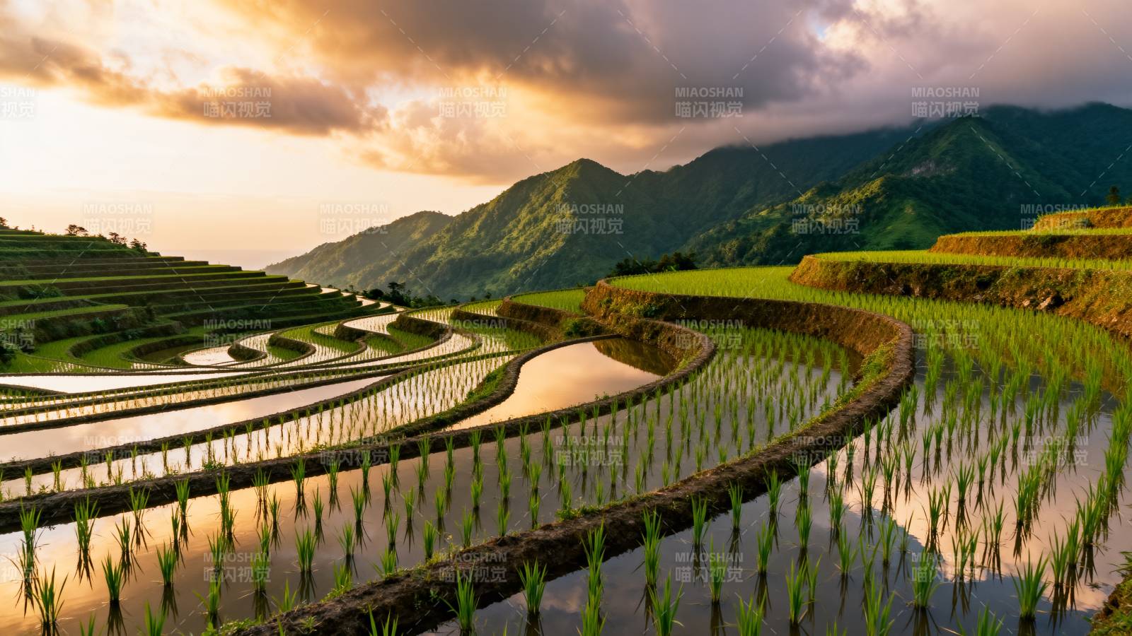梯田晨曦图片
