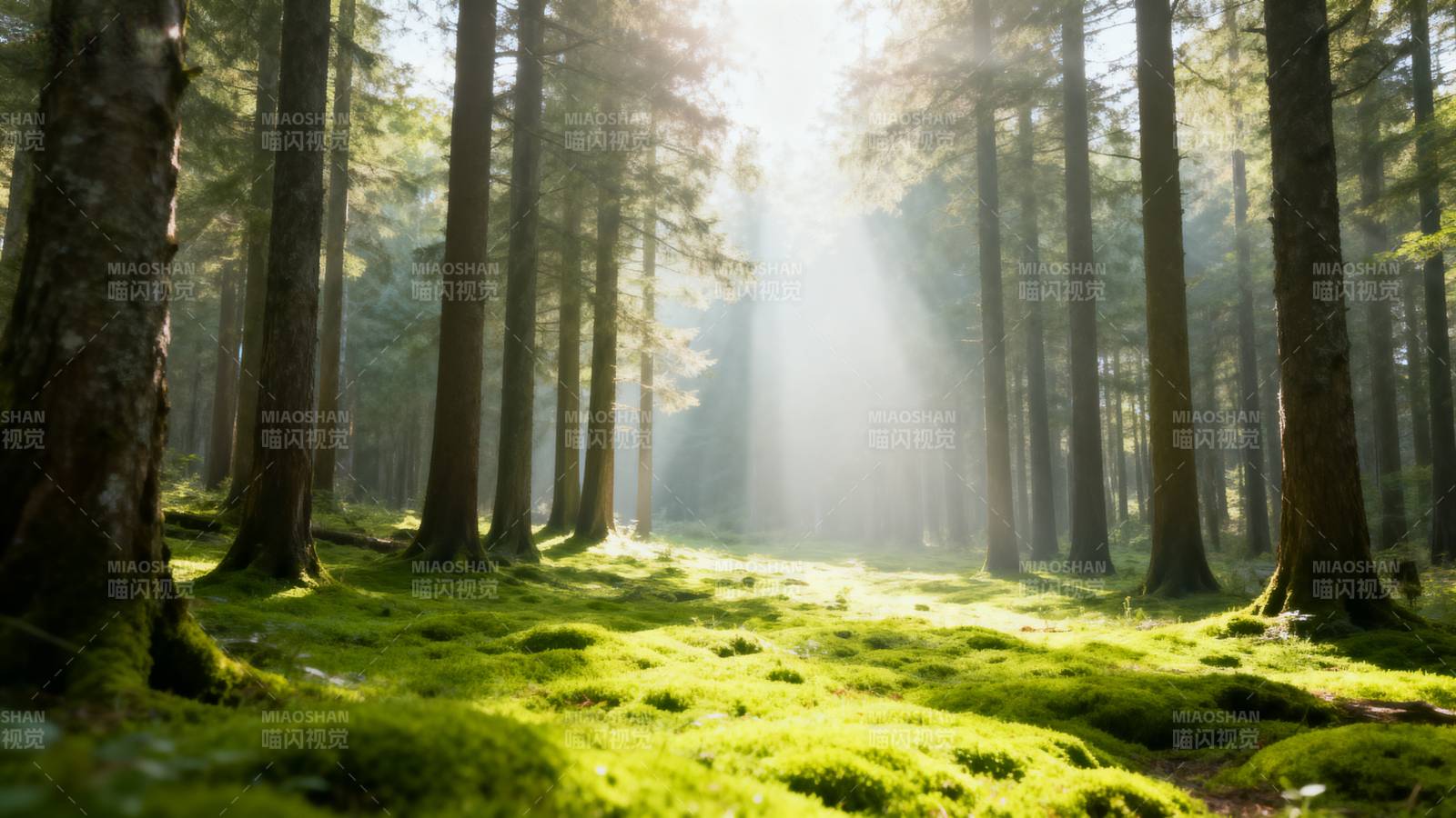 晨光穿透森林图片