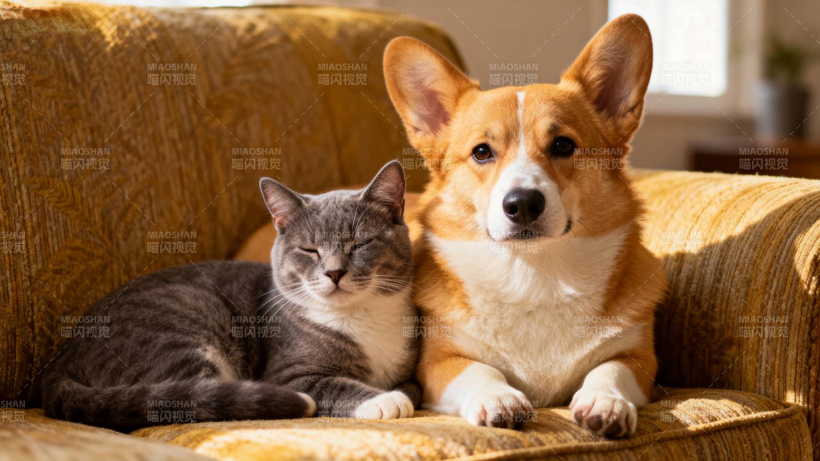 猫狗相伴 温馨一刻图片