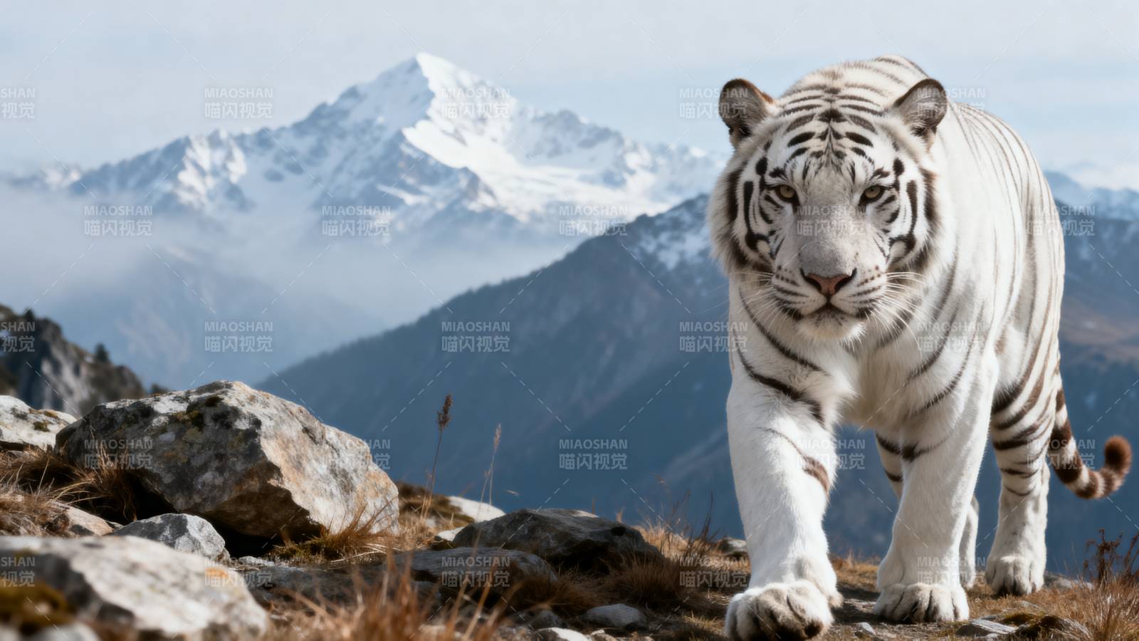 雪山白虎行图片