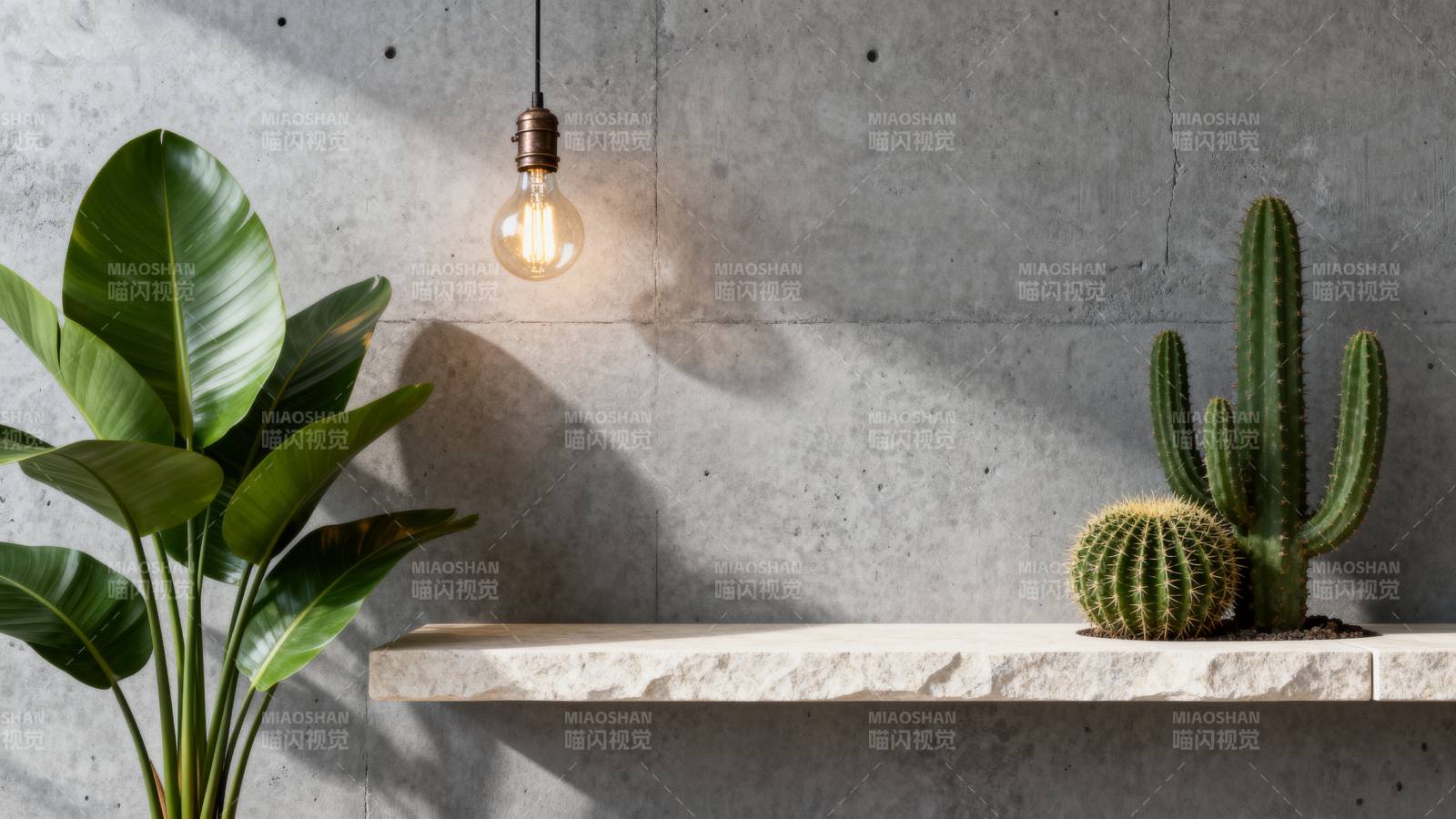 绿植与光影的静谧图片