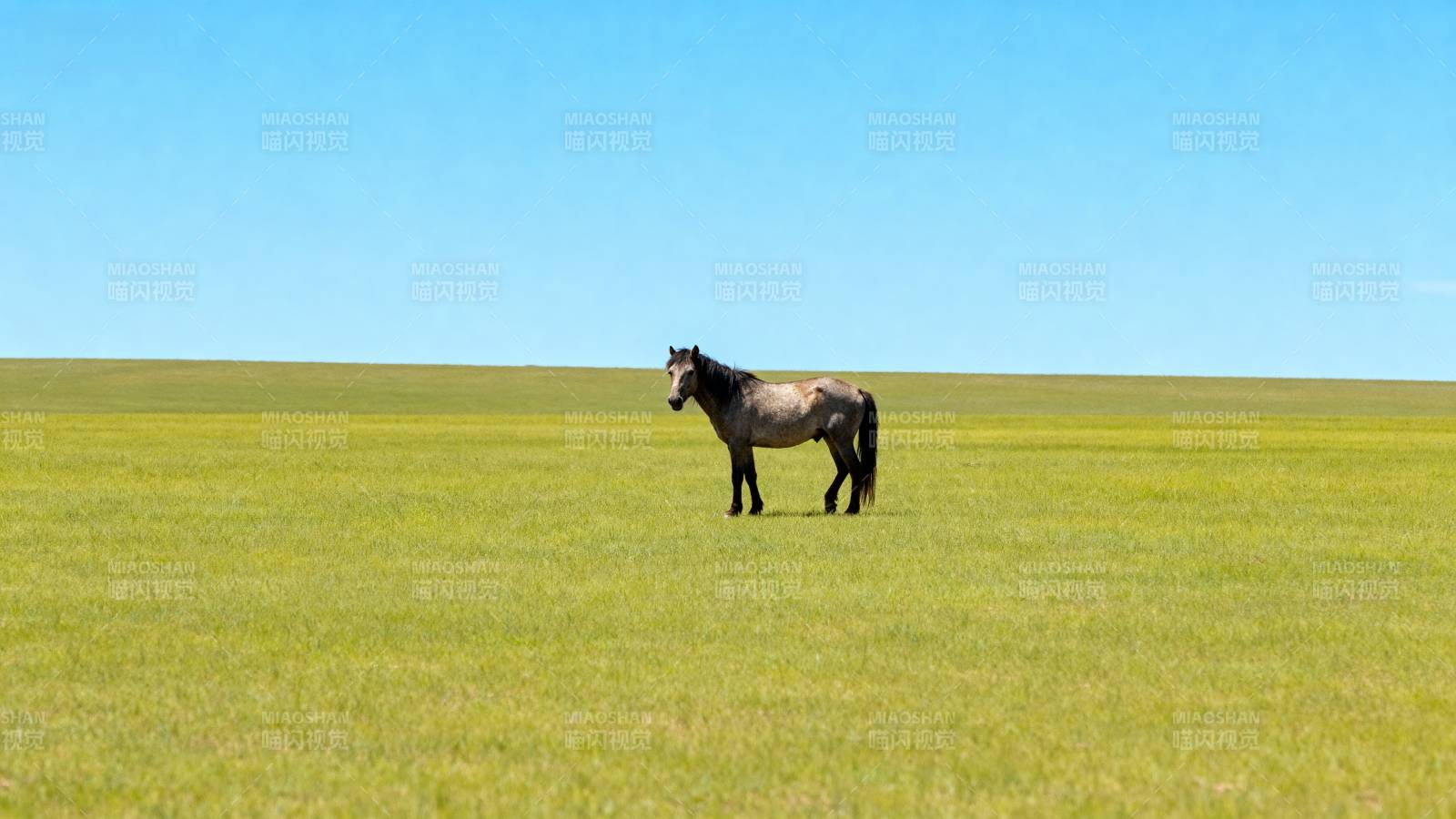 草原上的孤马图片