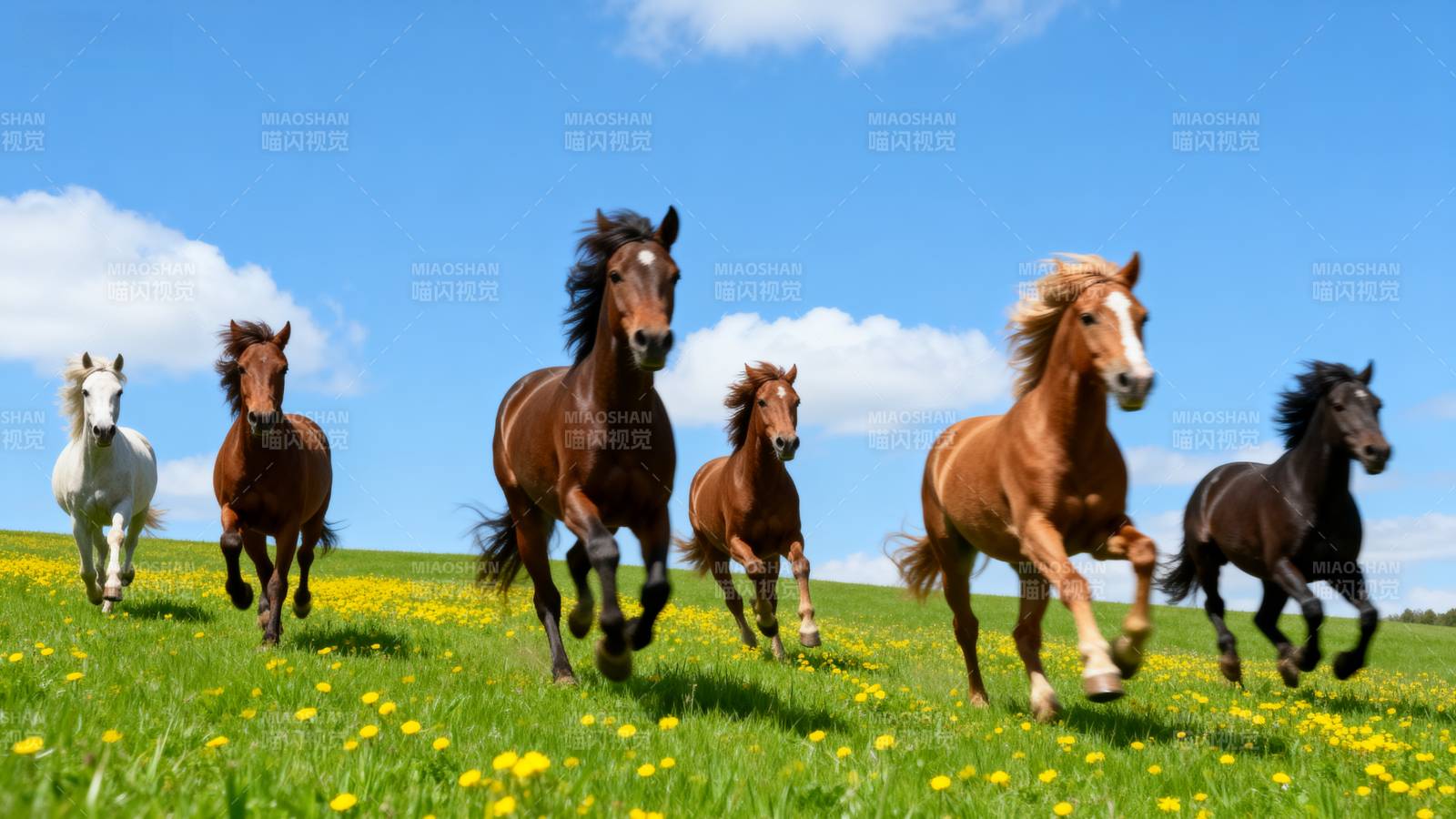 骏马奔腾草原图片
