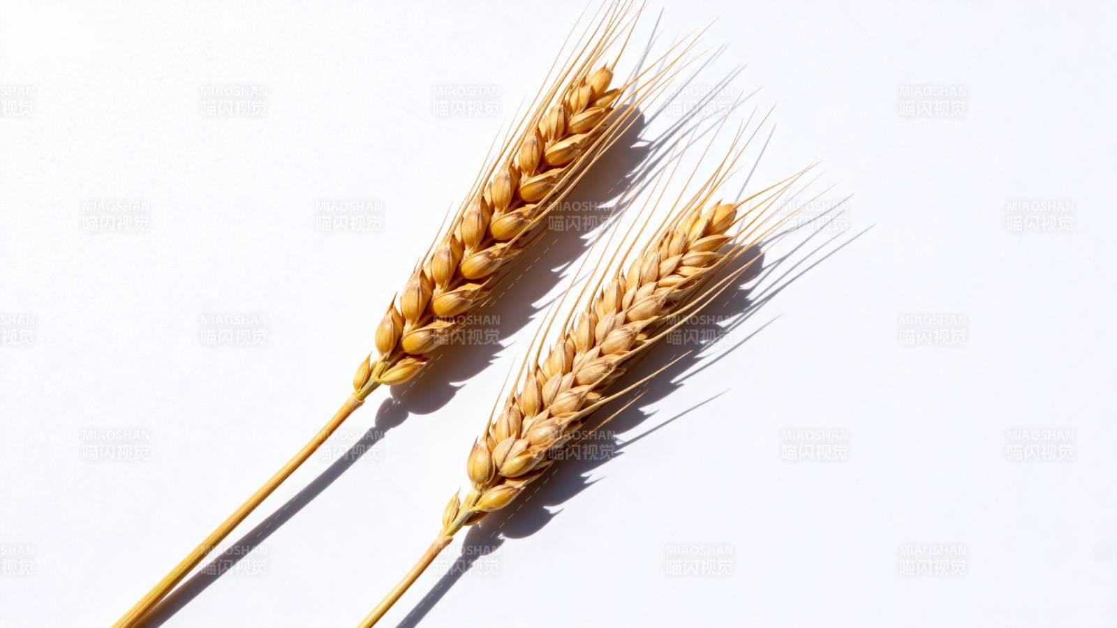 金黄麦穗静谧之美图片