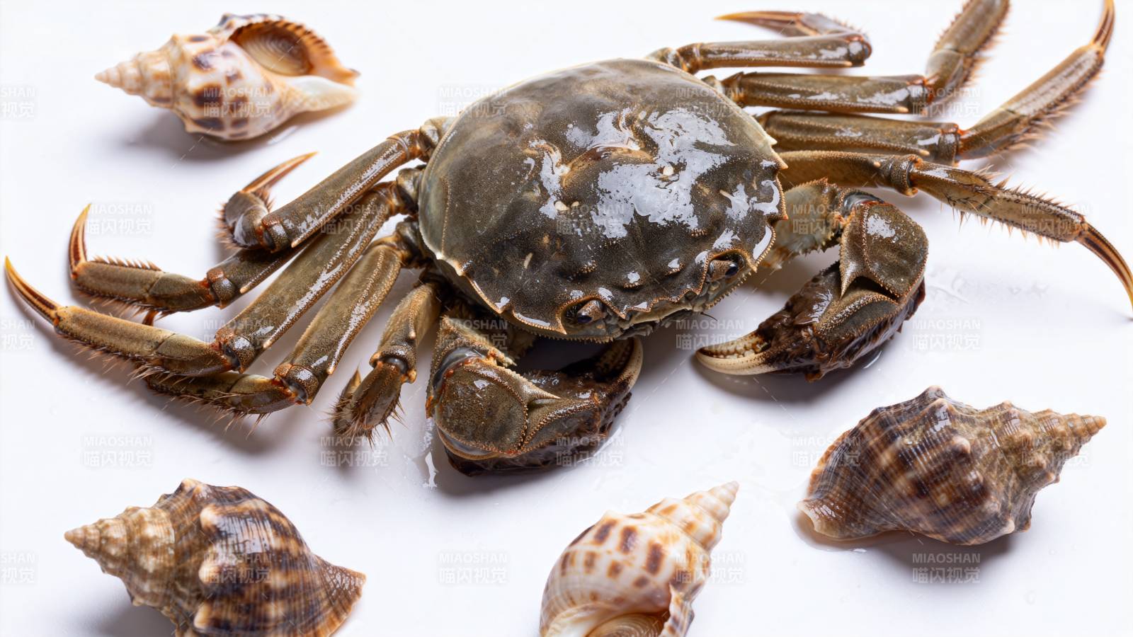 螃蟹与贝壳图片