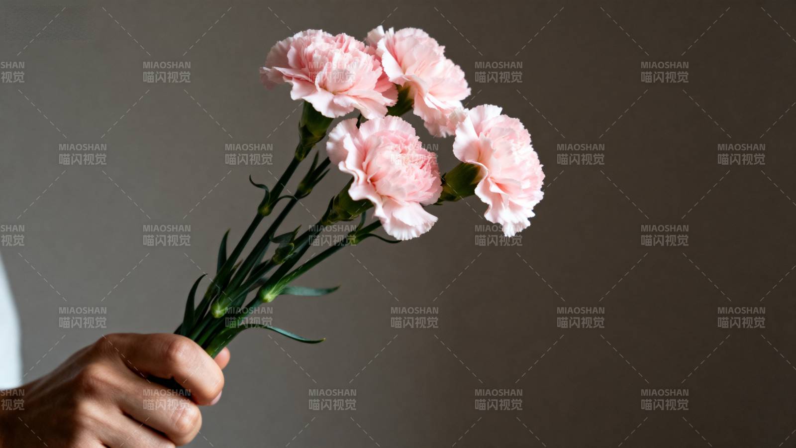 手捧粉色康乃馨图片