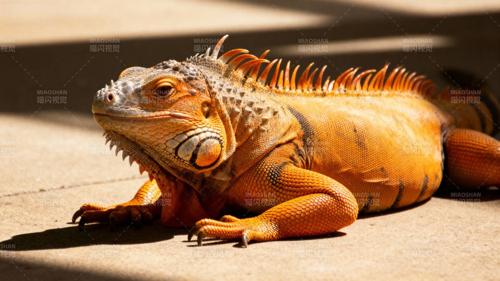 橙色鬣蜥晒太阳图片