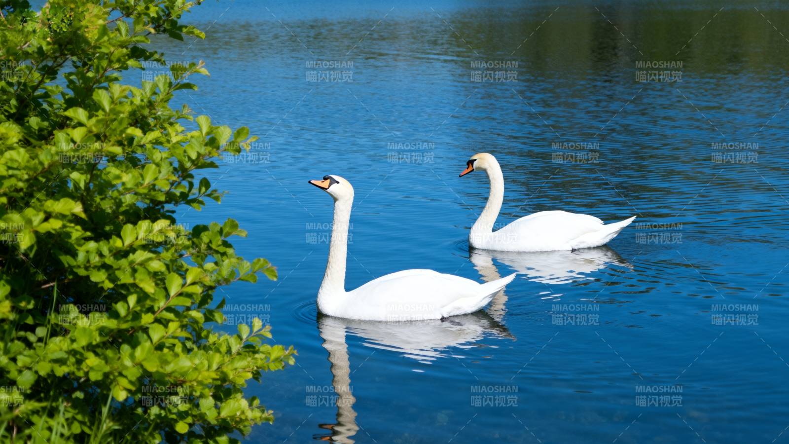 湖上双天鹅图片