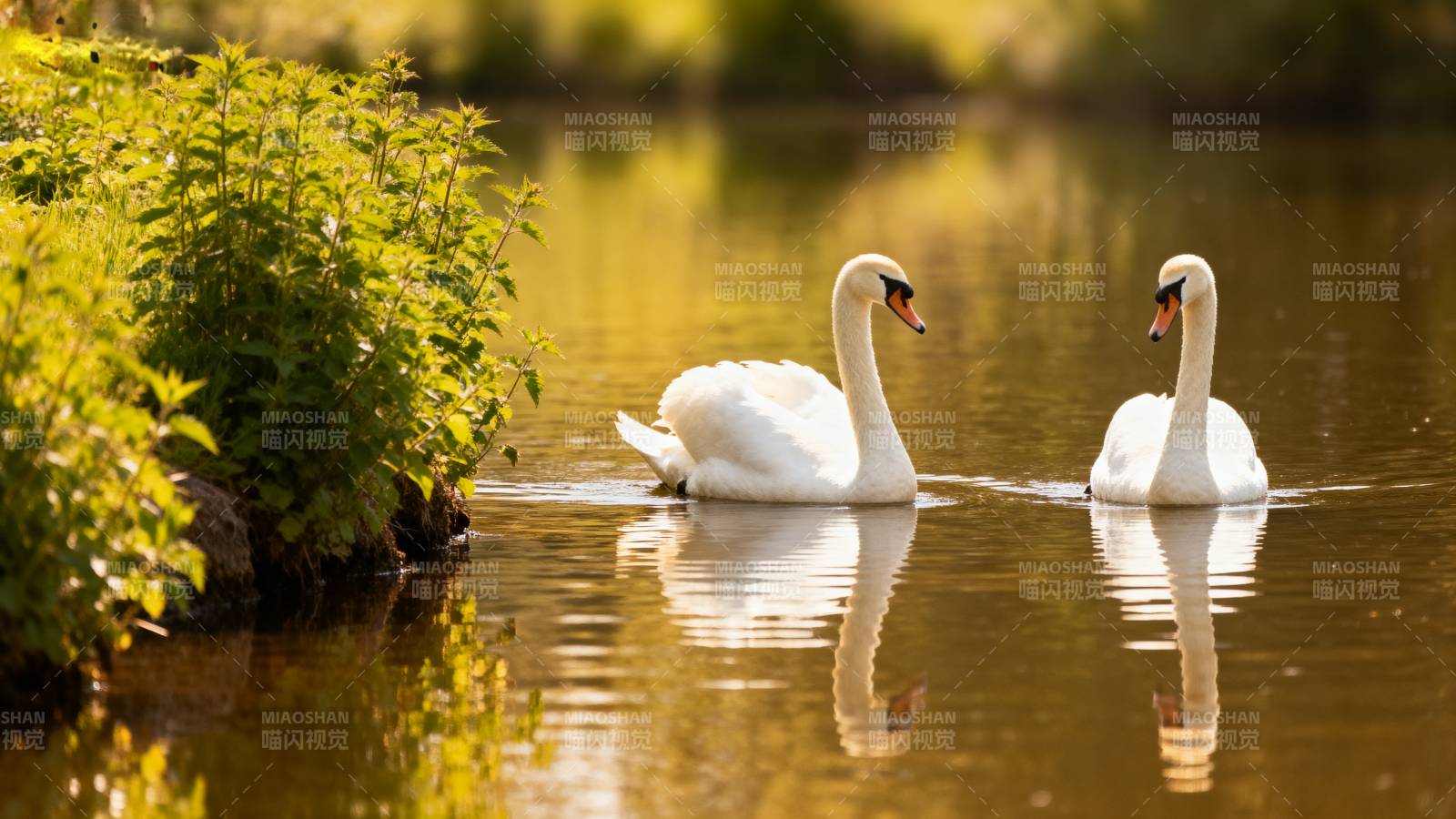 双鹅戏水映绿荫图片