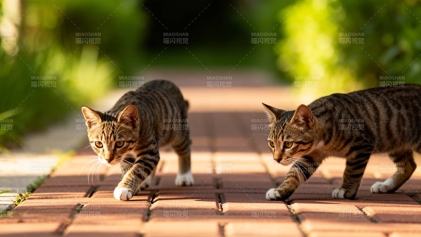 两只小猫在砖路上行走图片