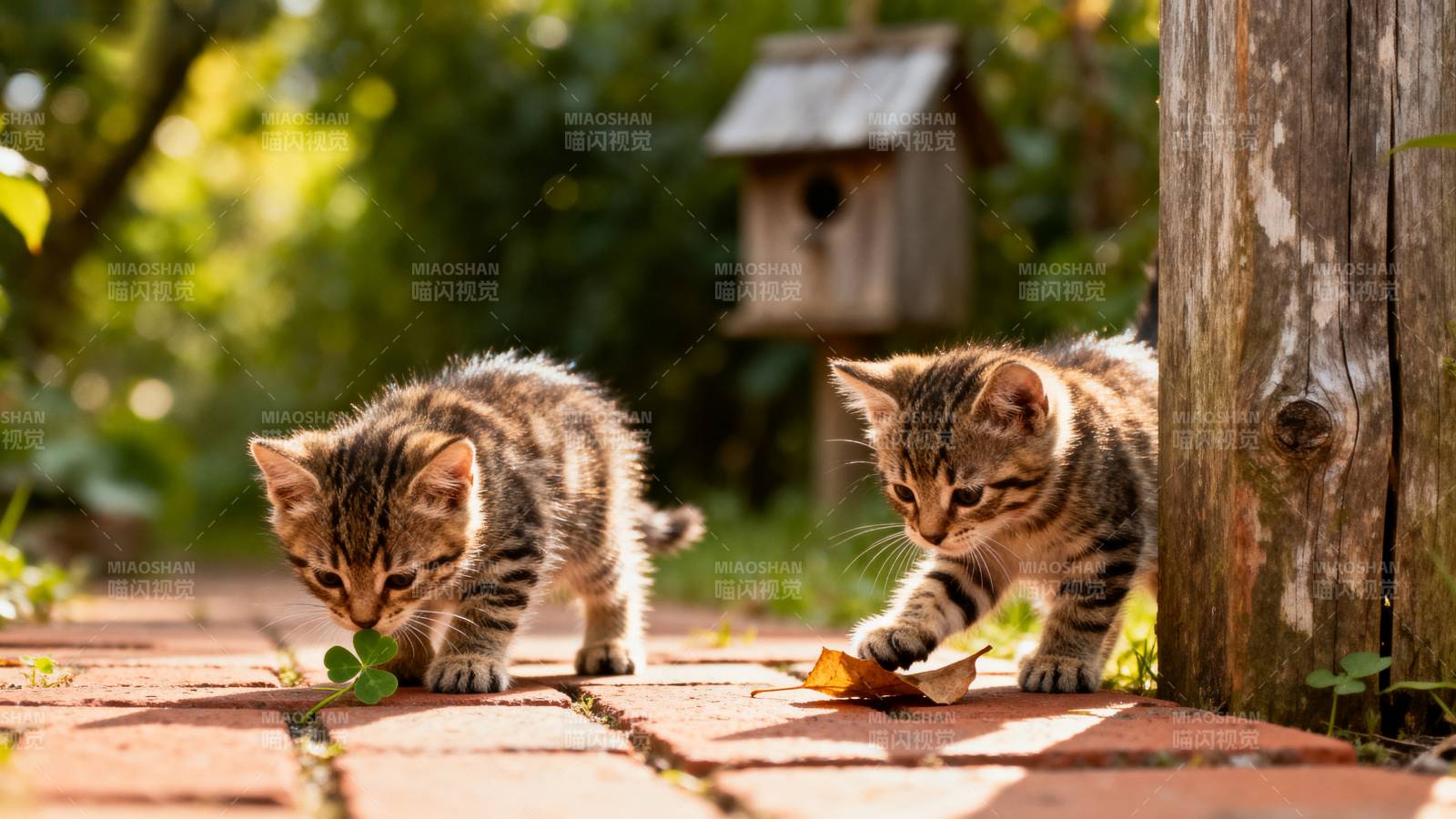 小猫嬉戏园中图片