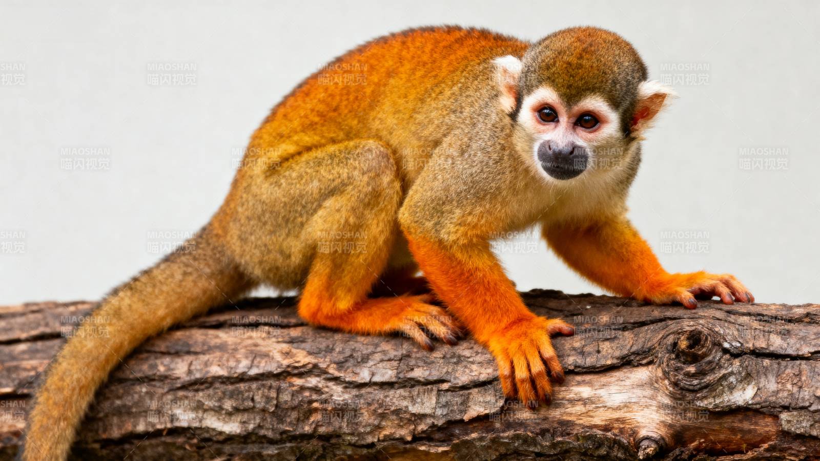 松鼠猴栖息树干图片