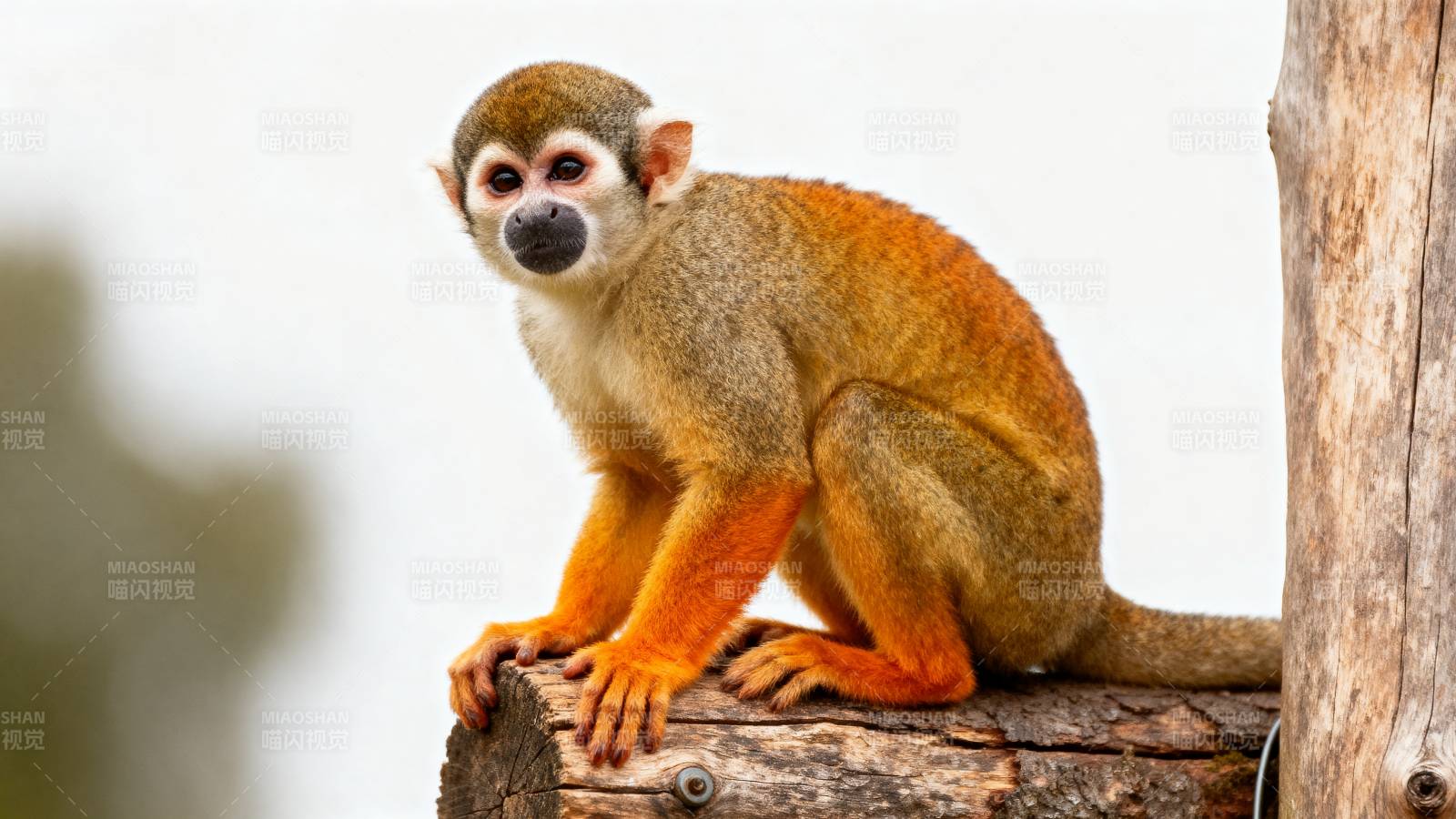 松鼠猴静坐树干图片