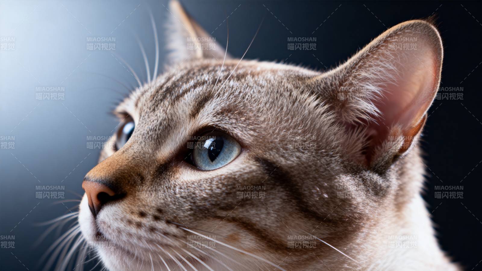 蓝眼虎斑猫侧脸图片