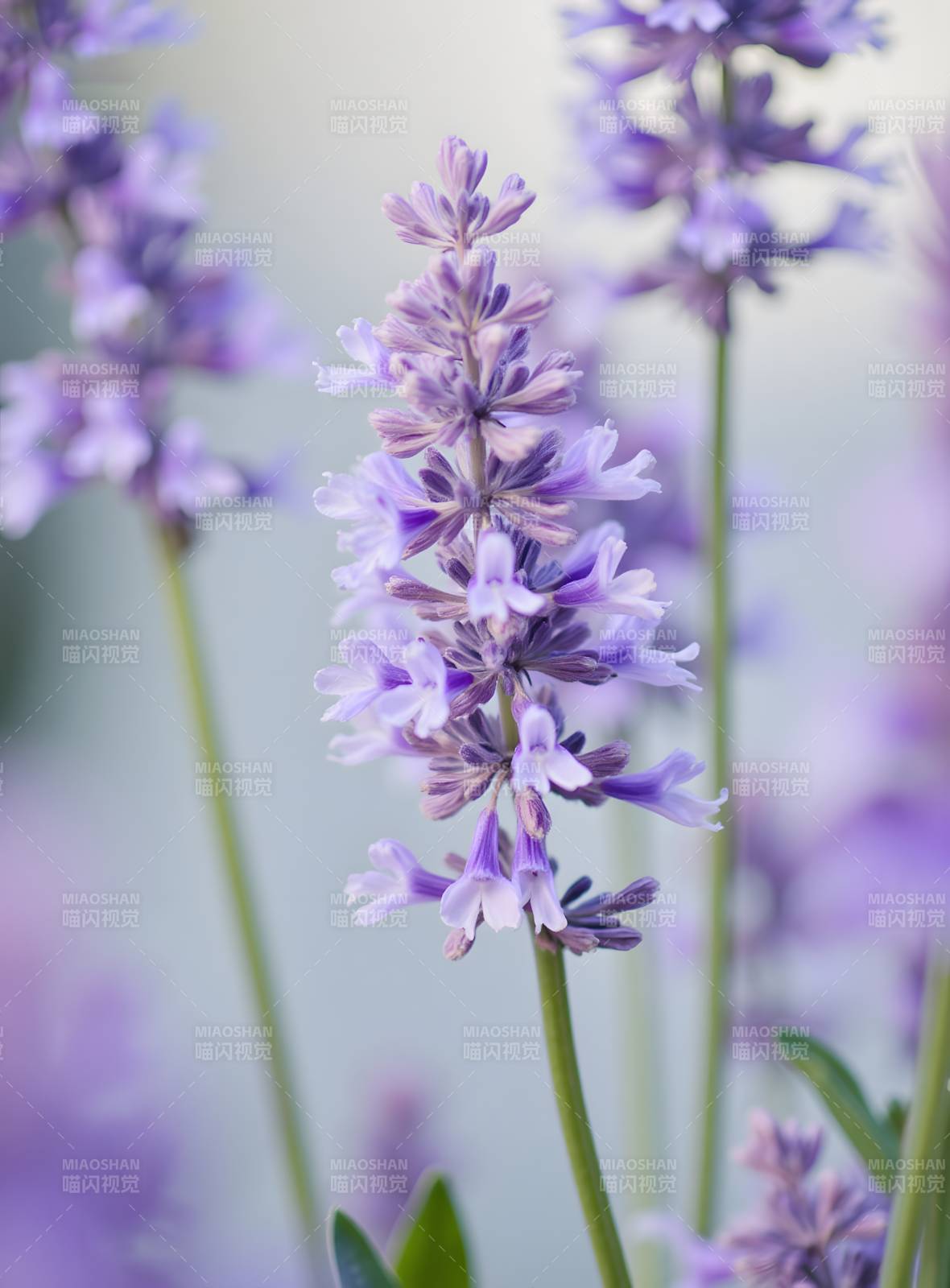 紫色薰衣草花簇特写图片