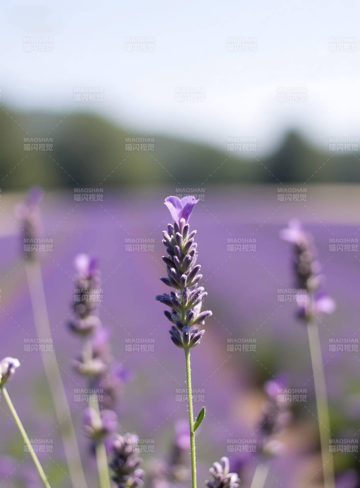 紫色薰衣草花田特写图片