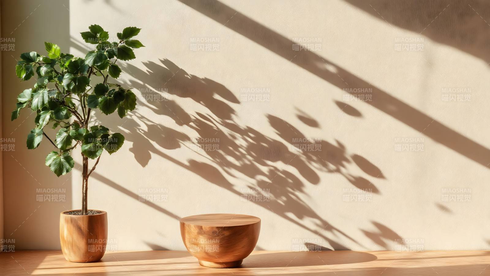 光影下的绿植静谧图片