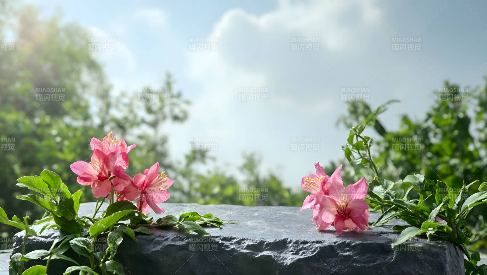 花石映春光图片